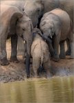 169 - CARING ELEPHANTS - DU TOIT TREURNICHT - south africa